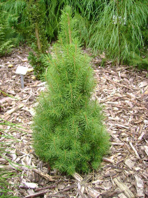 Picea abies 