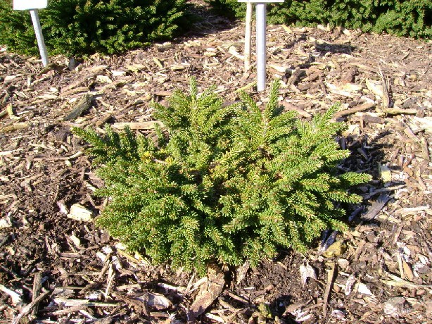 Picea orientalis 