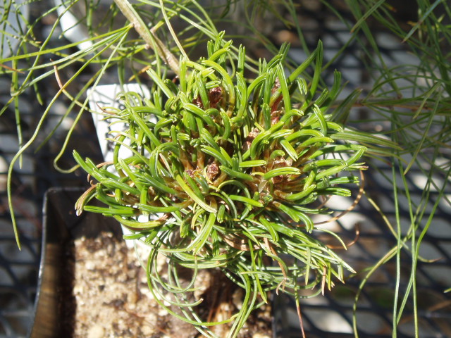 Pinus strobus 
