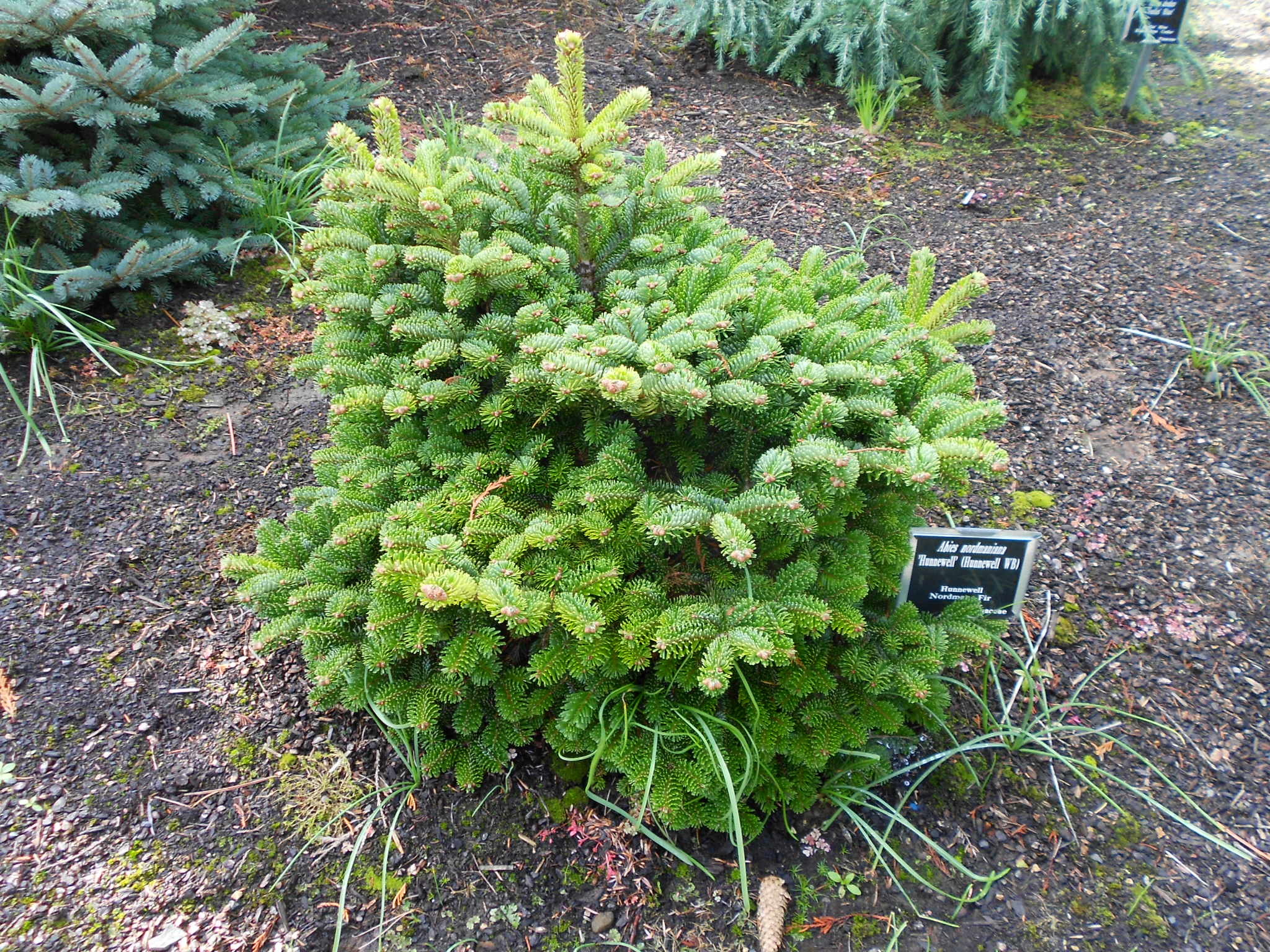 Abies nordmanniana 