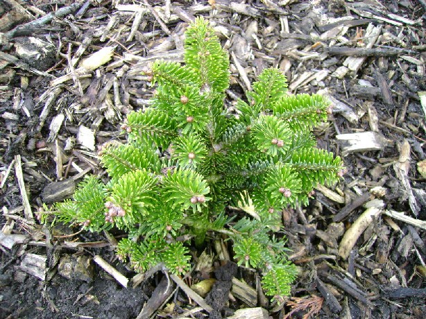 Abies nordmanniana 