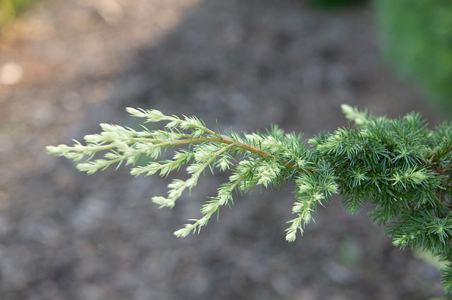 Juniperus rigida 
