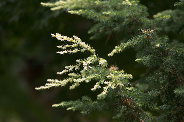Juniperus rigida 