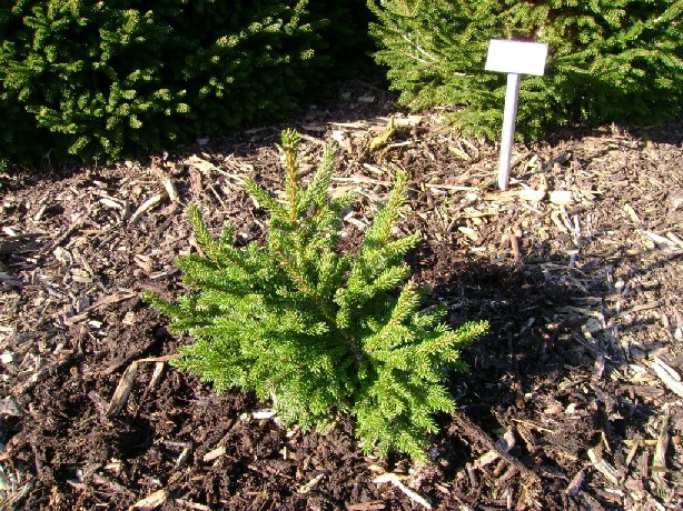Picea orientalis 
