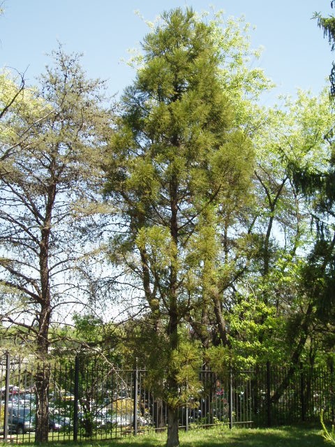 Cryptomeria japonica 