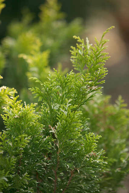 Chamaecyparis pisifera 