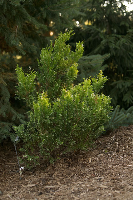 Chamaecyparis pisifera 