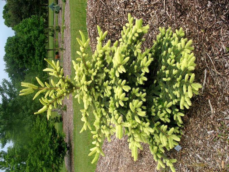 Picea pungens 
