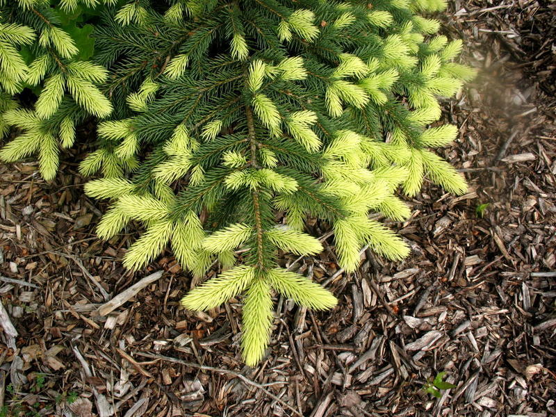 Picea pungens 