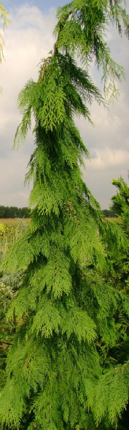 Chamaecyparis lawsoniana 