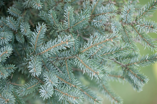 Picea breweriana 