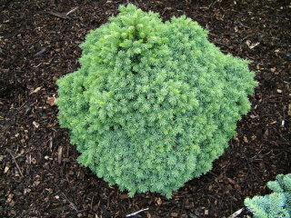 Picea glauca 