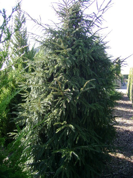 Picea orientalis 