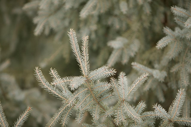 Picea mariana 
