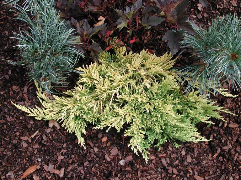 Juniperus horizontalis 