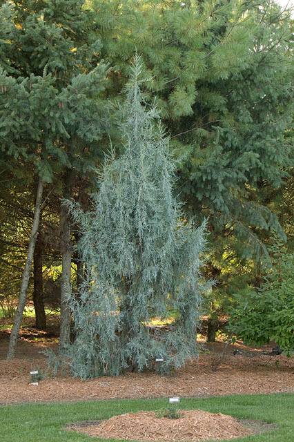 Juniperus scopulorum 