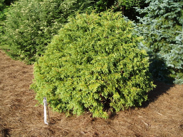Thuja occidentalis 