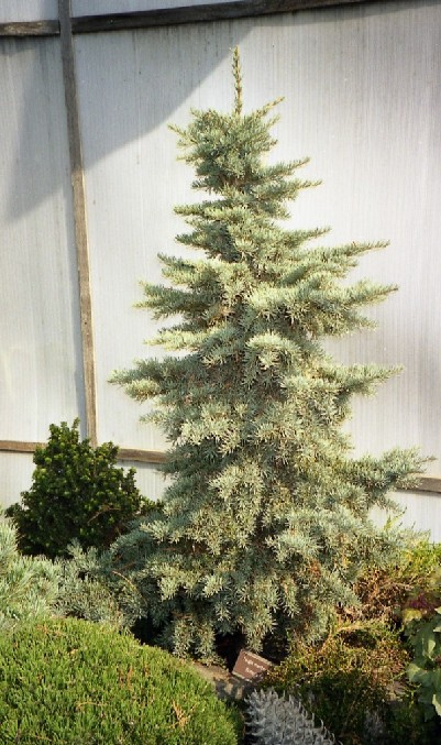 Tsuga mertensiana 
