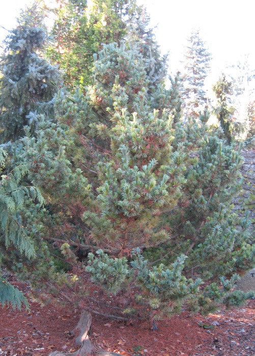 Pinus parviflora 