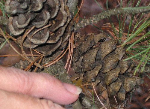 Pinus parviflora 