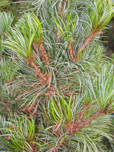 Pinus parviflora 