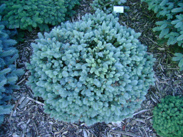 Picea pungens 