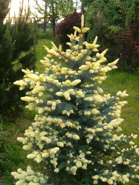 Picea pungens 