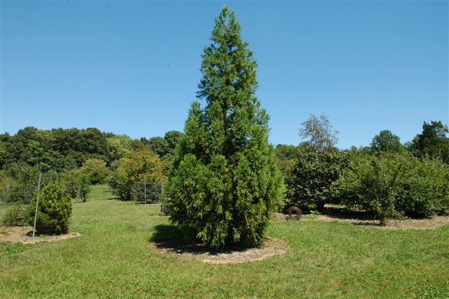 Cryptomeria japonica 