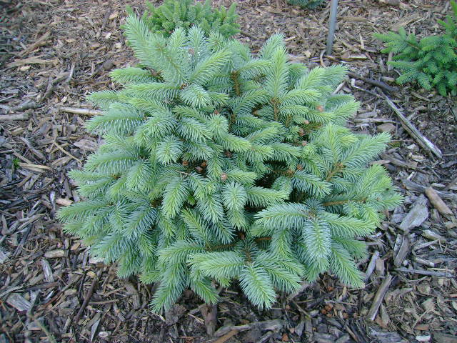 Picea pungens 