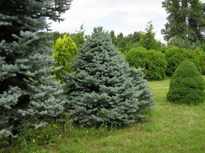 Picea pungens 