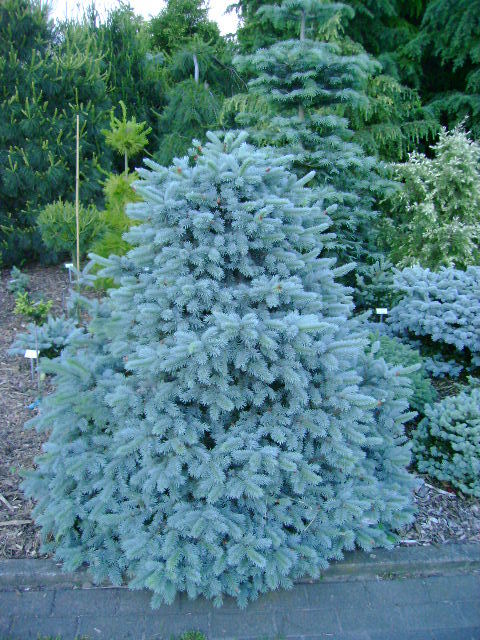 Picea pungens 