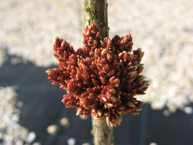 Pinus mugo 