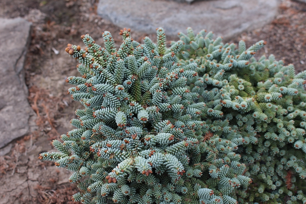 Abies pinsapo 