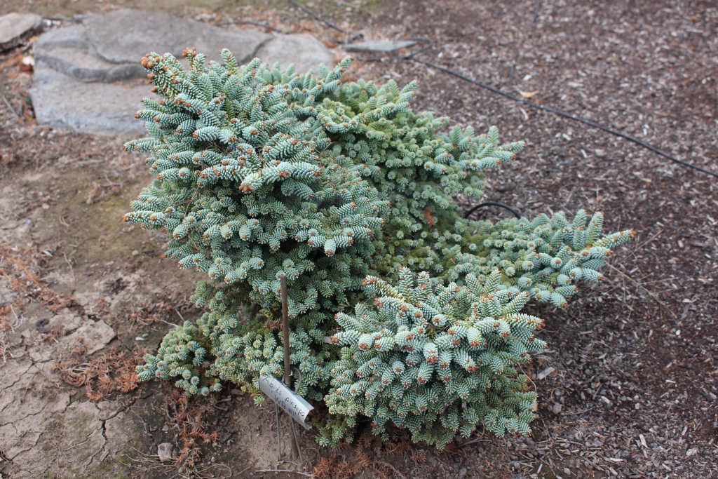 Abies pinsapo 