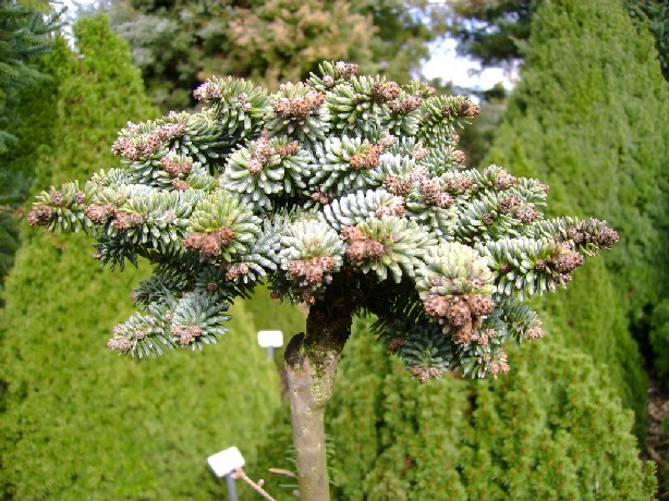 Abies pinsapo 