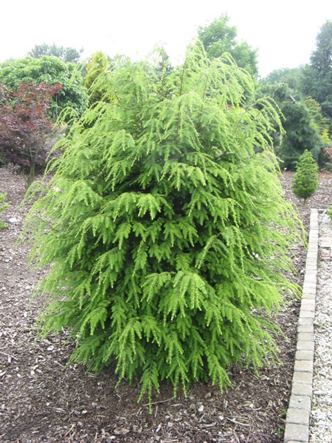 Tsuga canadensis 