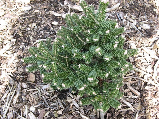 Abies koreana 