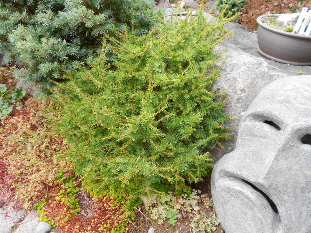 Larix occidentalis 
