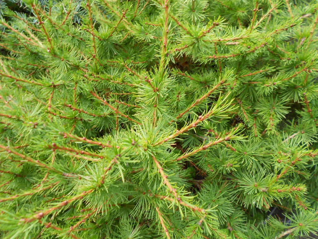 Larix occidentalis 