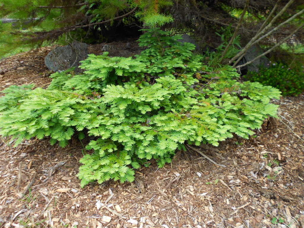Sequoia sempervirens 