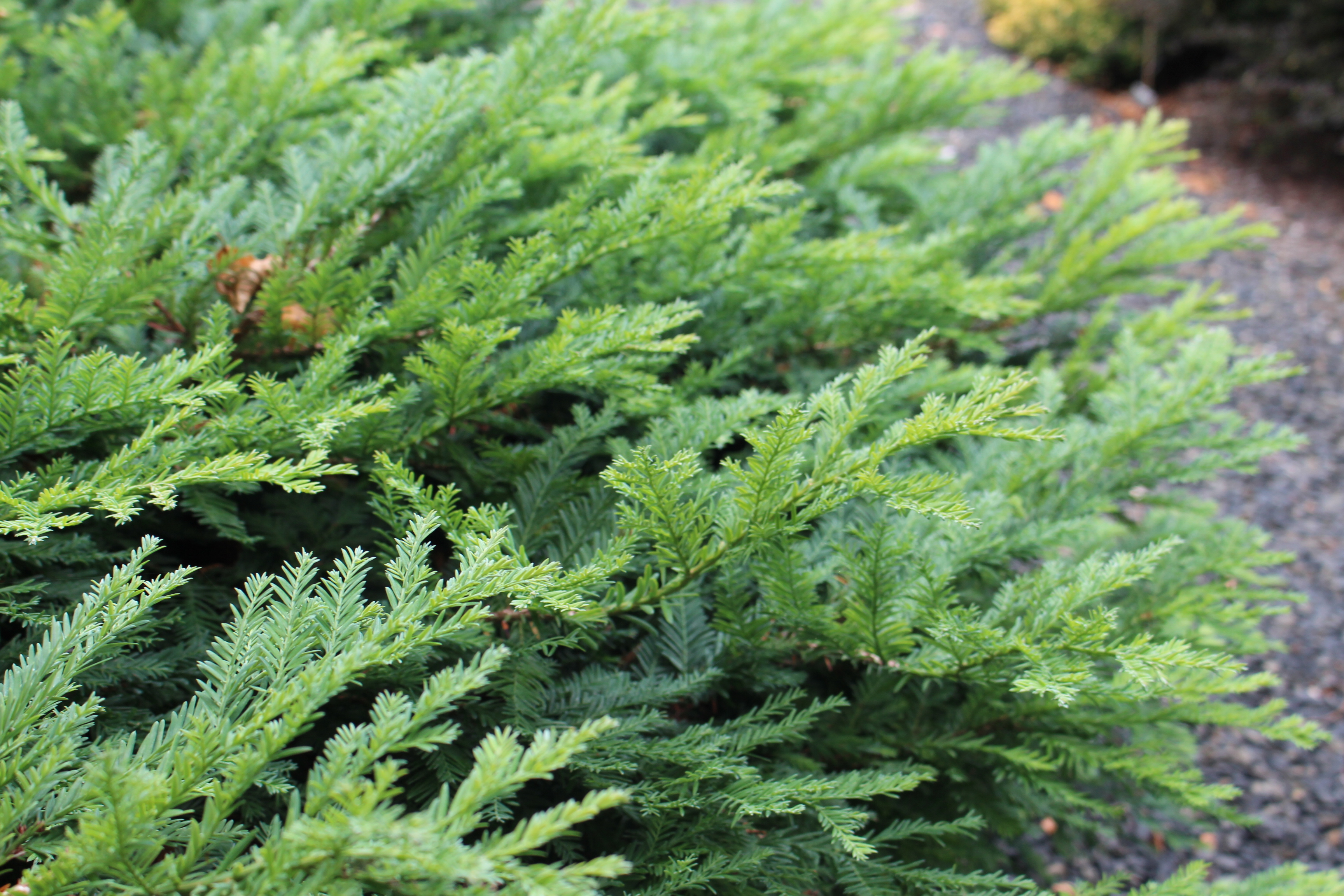 Sequoia sempervirens 