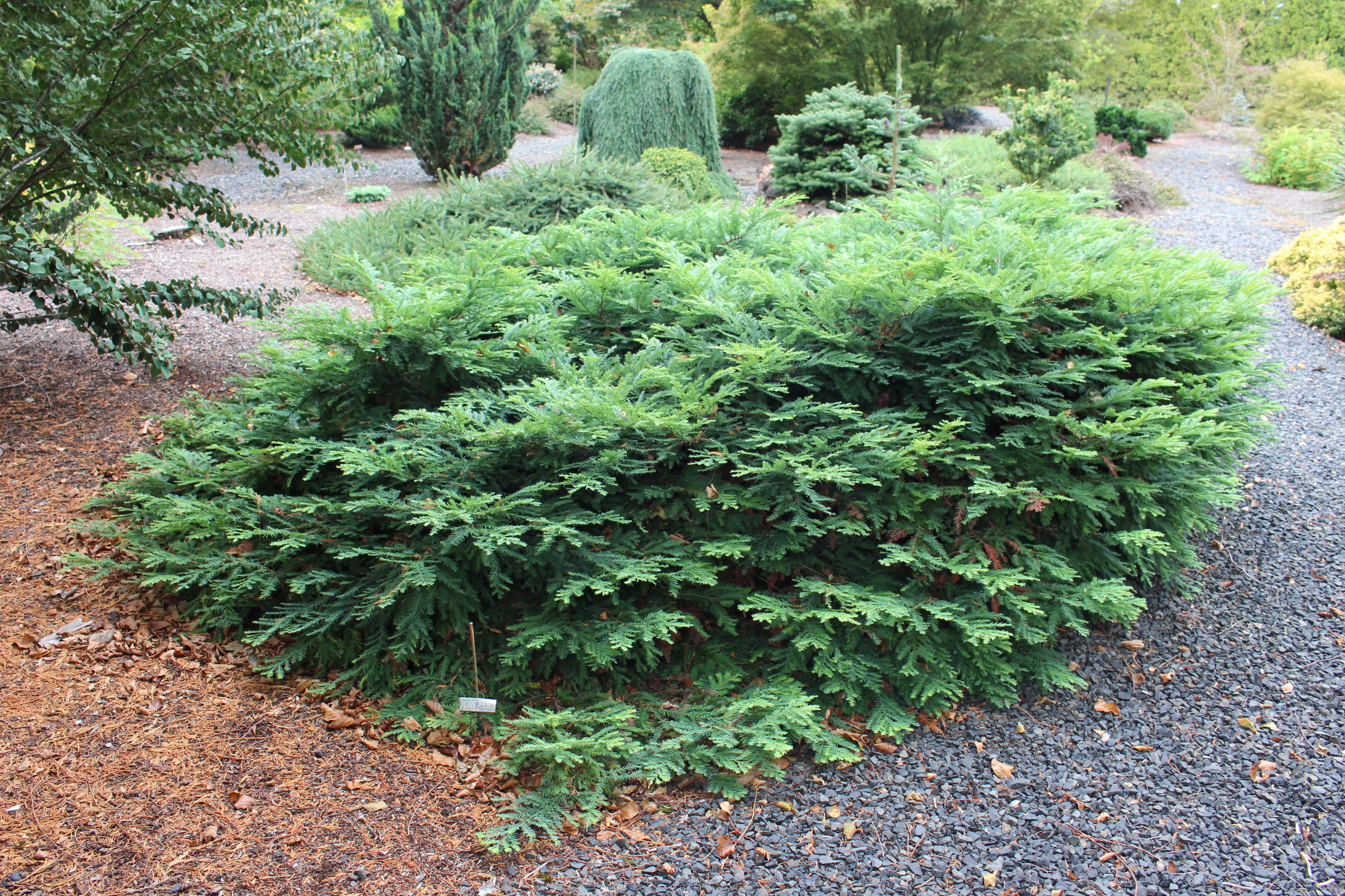 Sequoia sempervirens 
