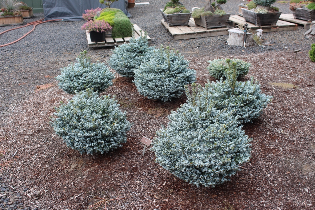 Abies koreana 
