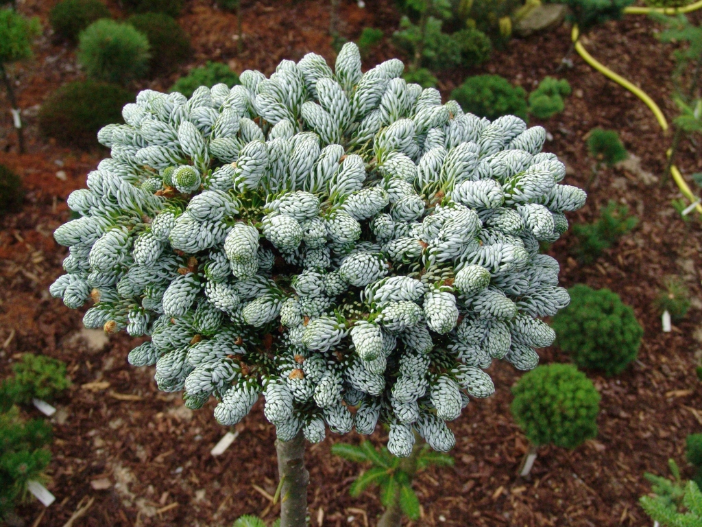 Abies koreana 