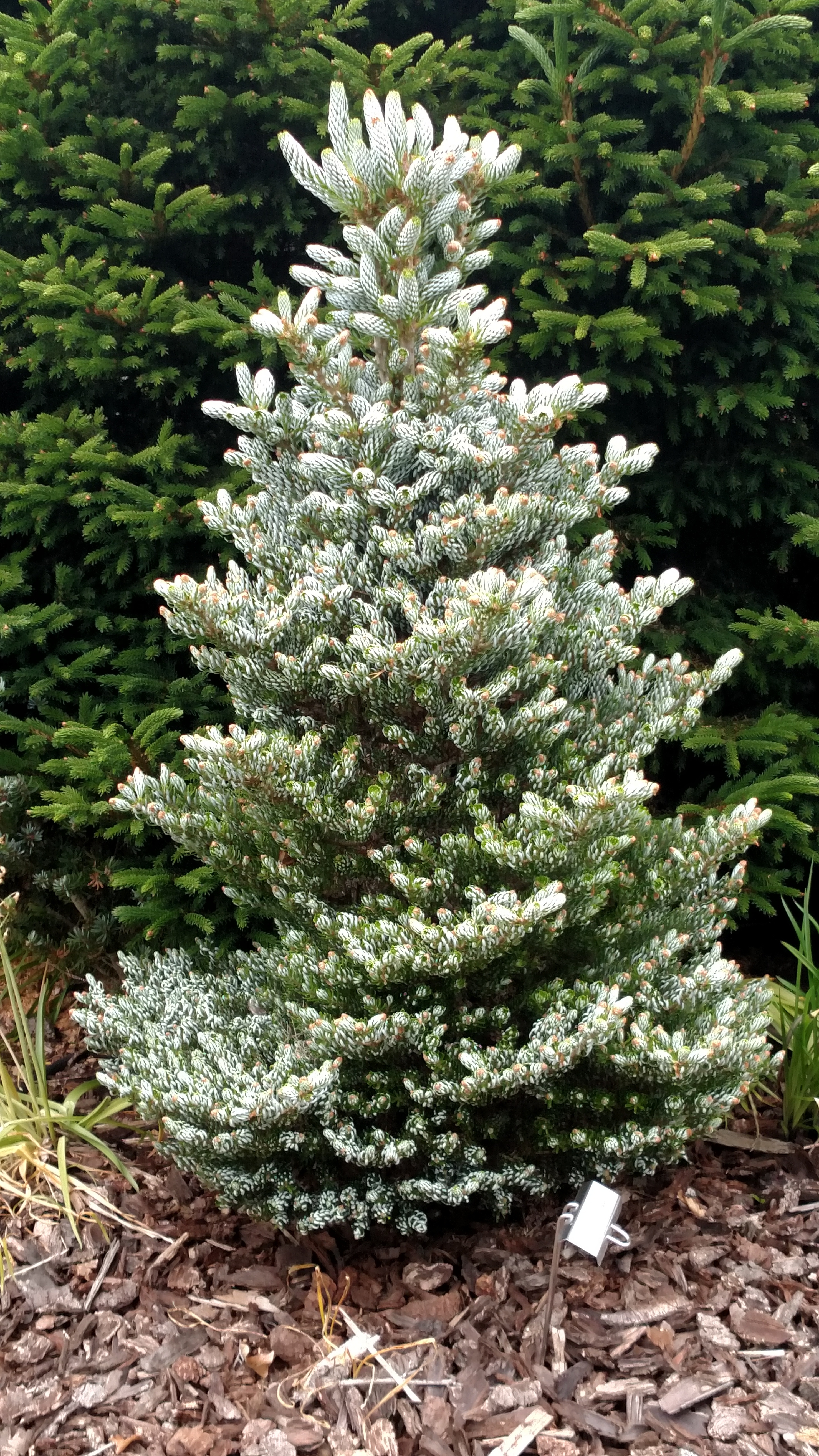 Abies koreana 