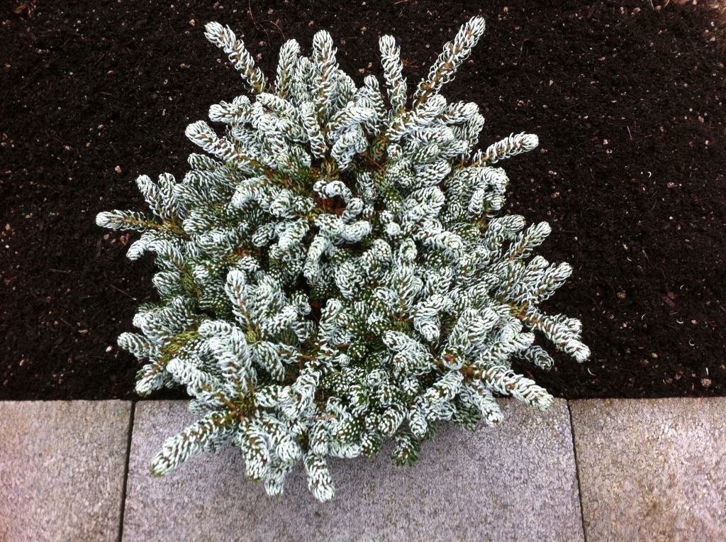 Abies koreana 