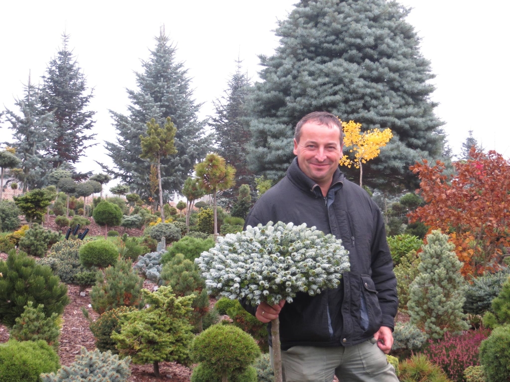 Abies koreana 