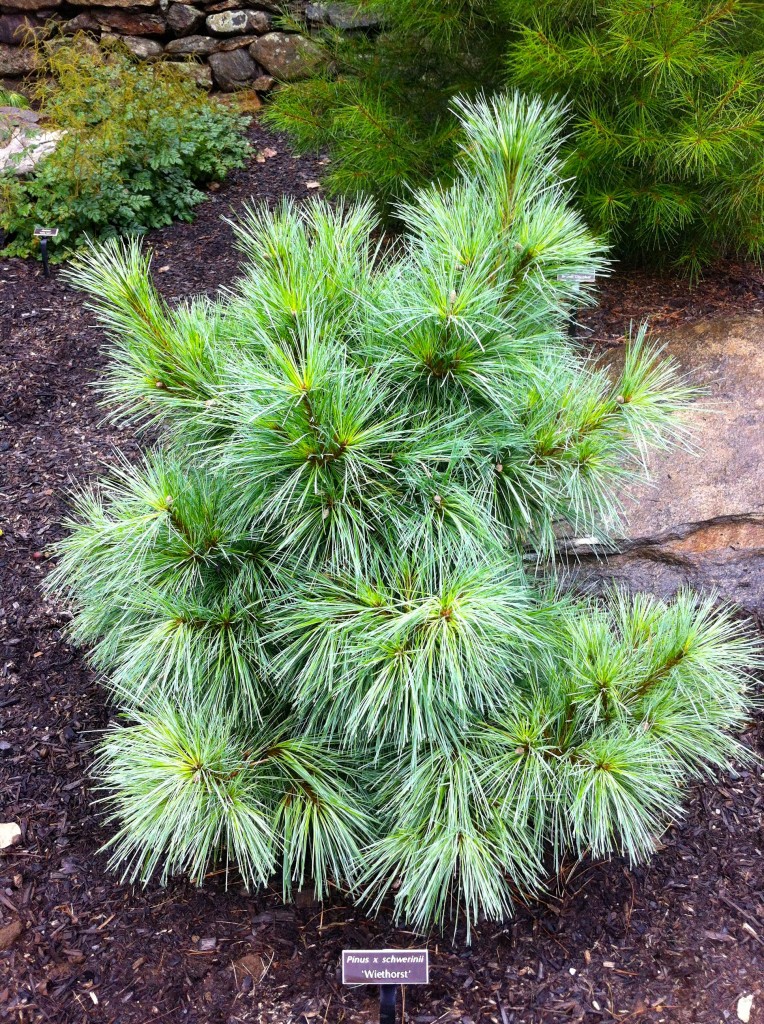 Pinus × schwerinii 