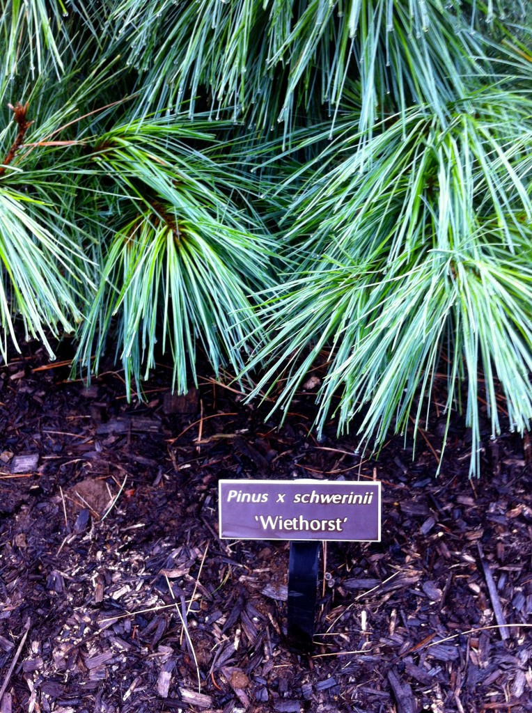 Pinus × schwerinii 