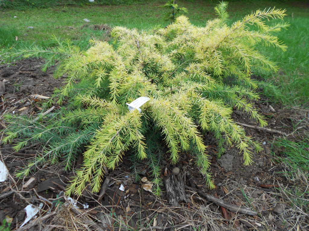 Cedrus deodara 